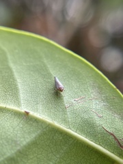 Omolicna