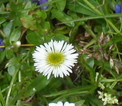 Erigeron alpinus
