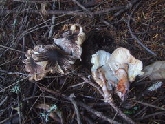 Leucoagaricus flammeotinctus