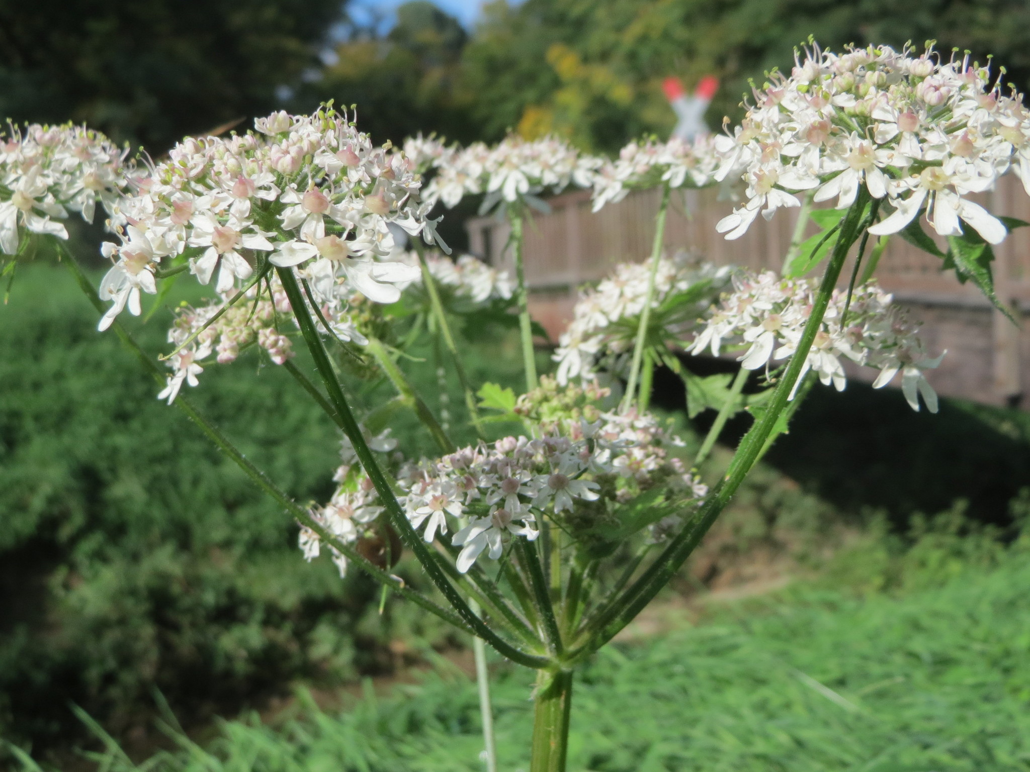 Hogweed
