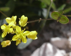 Biscutella laevigata