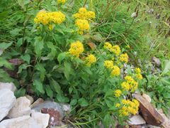 Solidago decurrens