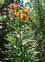 Lilium carniolicum