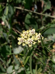 Funastrum gracile