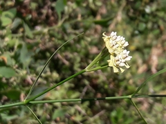 Funastrum gracile