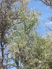 Funastrum gracile