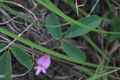 Galactia tenuiflora