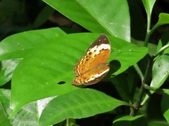 Cupha erymanthis lotis