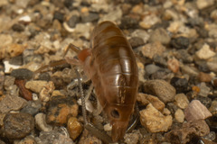 Bellorchestia quoyana