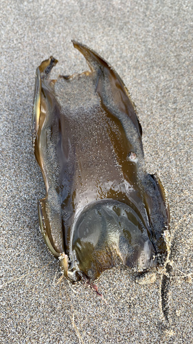 Big Skate, photo 3 of 10