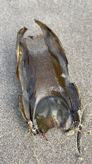 Big Skate photo 2