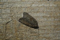 Acleris busckana