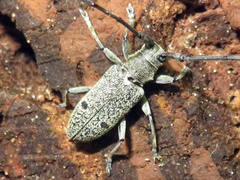 Microgoes oculatus