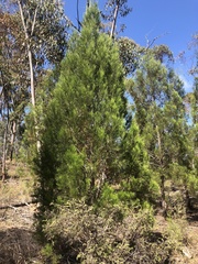 Callitris endlicheri