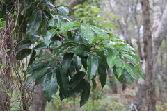 Mischocarpus pyriformis