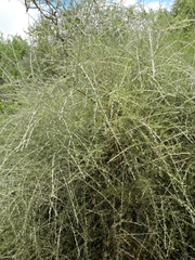 Cyclolepis genistoides