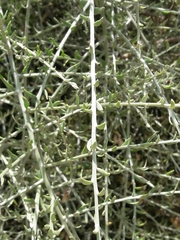 Cyclolepis genistoides