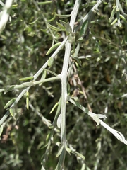 Cyclolepis genistoides
