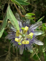 Passiflora mooreana