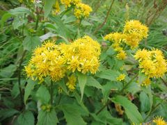 Solidago decurrens