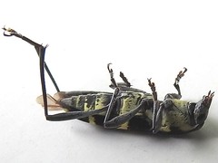 Chlorophorus curtisi