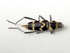 Chlorophorus curtisi