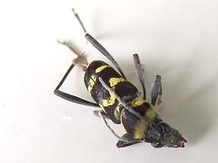 Chlorophorus curtisi