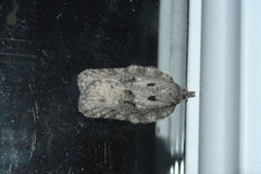 Acleris maximana