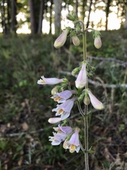 Penstemon australis