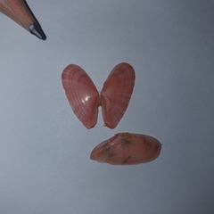 Moerella pulchella