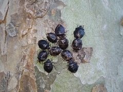 Antiteuchus mixtus