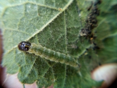 Haritalodes derogata