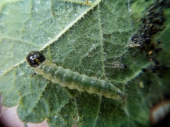 Haritalodes derogata