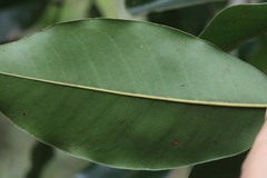 Mischocarpus pyriformis