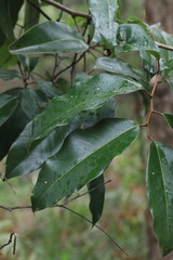 Mischocarpus pyriformis