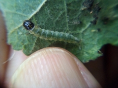 Haritalodes derogata