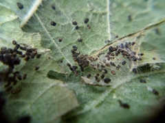 Haritalodes derogata