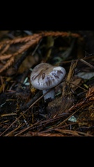 Cortinarius anomalus