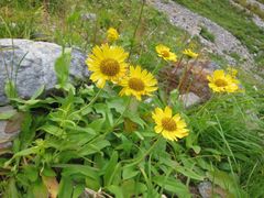 Arnica unalaschcensis