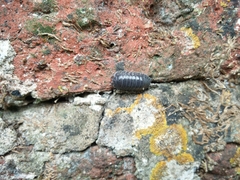Armadillidium depressum
