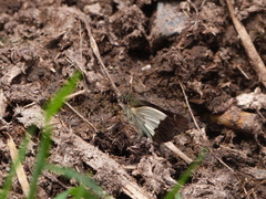 Dalla dimidiatus dimidiatus