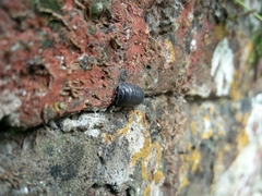 Armadillidium depressum