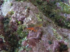 Axoclinus storeyae