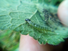 Haritalodes derogata