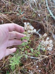 Sericocarpus tortifolius