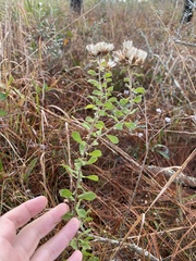 Sericocarpus tortifolius