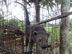 Arctictis binturong