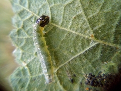 Haritalodes derogata