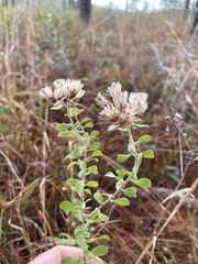 Sericocarpus tortifolius