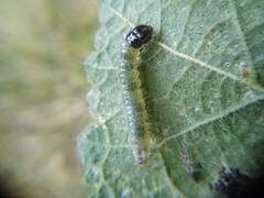 Haritalodes derogata